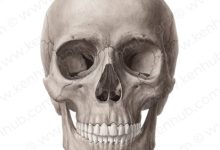Suspected Thief Arrested in Nyeri with Human Skull, Leads Police to Dumped Body:Photo illustration