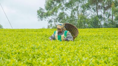 KTDA Unveils Bold Transformation Plan to Maximise Value for Tea Farmers:OHOTO COURTESY