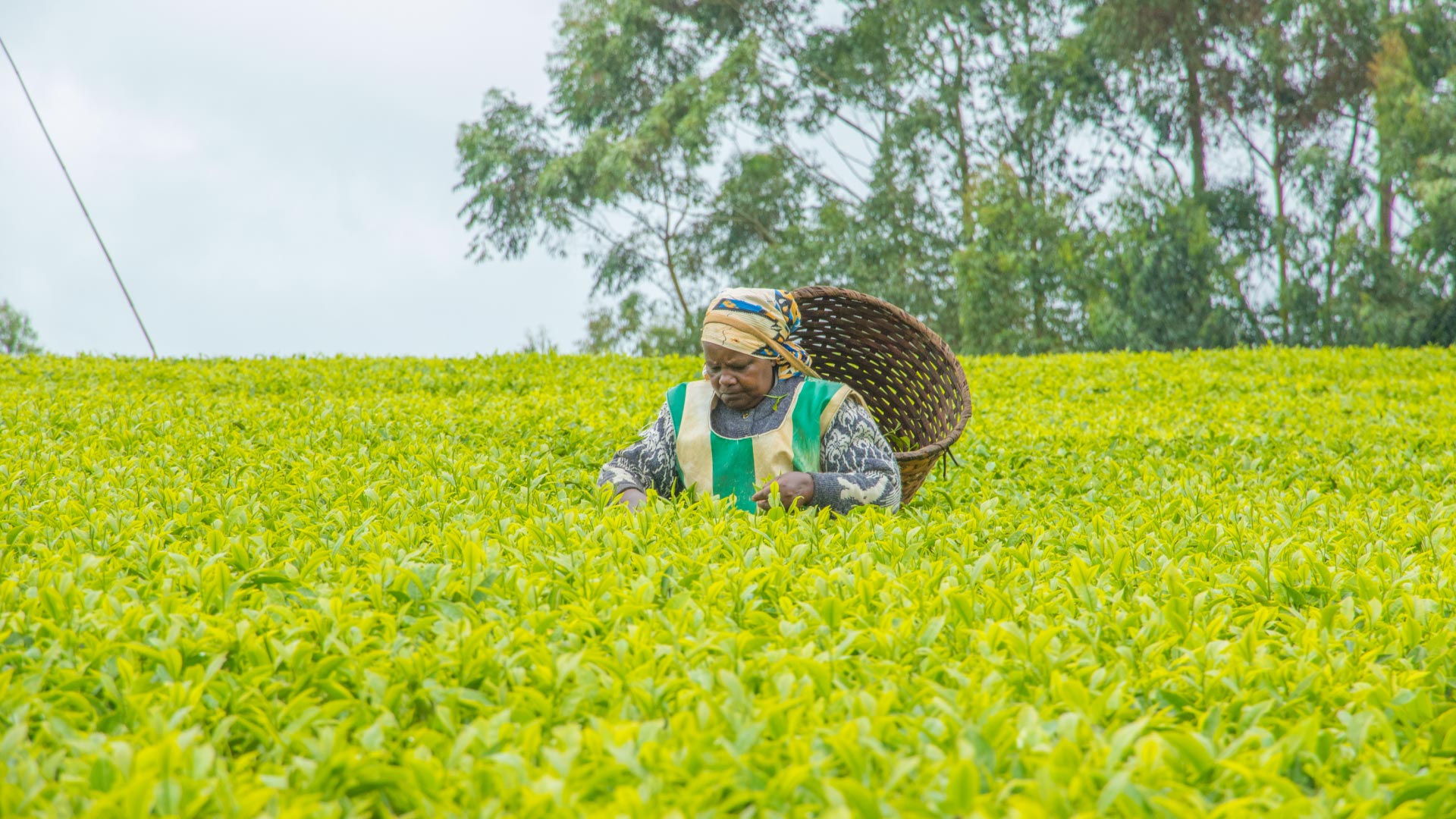 KTDA Unveils Bold Transformation Plan to Maximise Value for Tea Farmers:OHOTO COURTESY