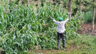 Kirinyaga Villagers Cry for Help as Monkey Invasion Wreaks Havoc on Farms and Homes
