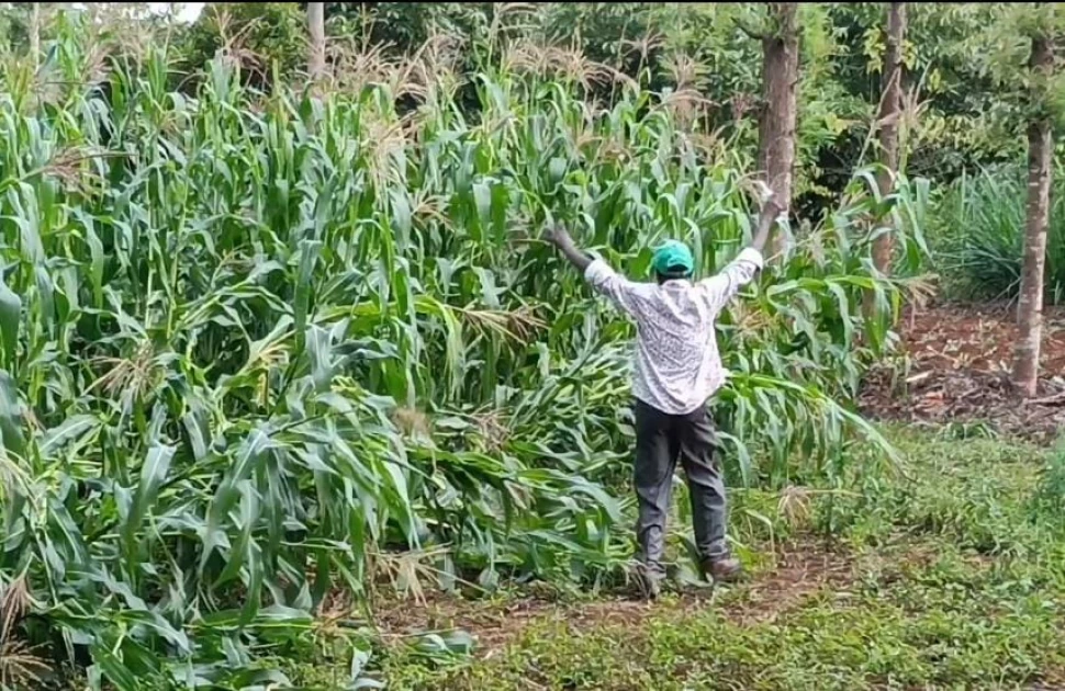 Kirinyaga Villagers Cry for Help as Monkey Invasion Wreaks Havoc on Farms and Homes