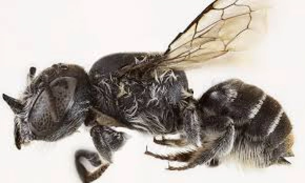 Australian Scientists Discover ‘Lucifer’ Bee With Devil-Like Horns