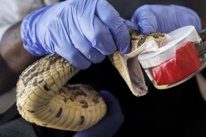 Panic at Siaya Police Post After Snake Slithers Into Report Office