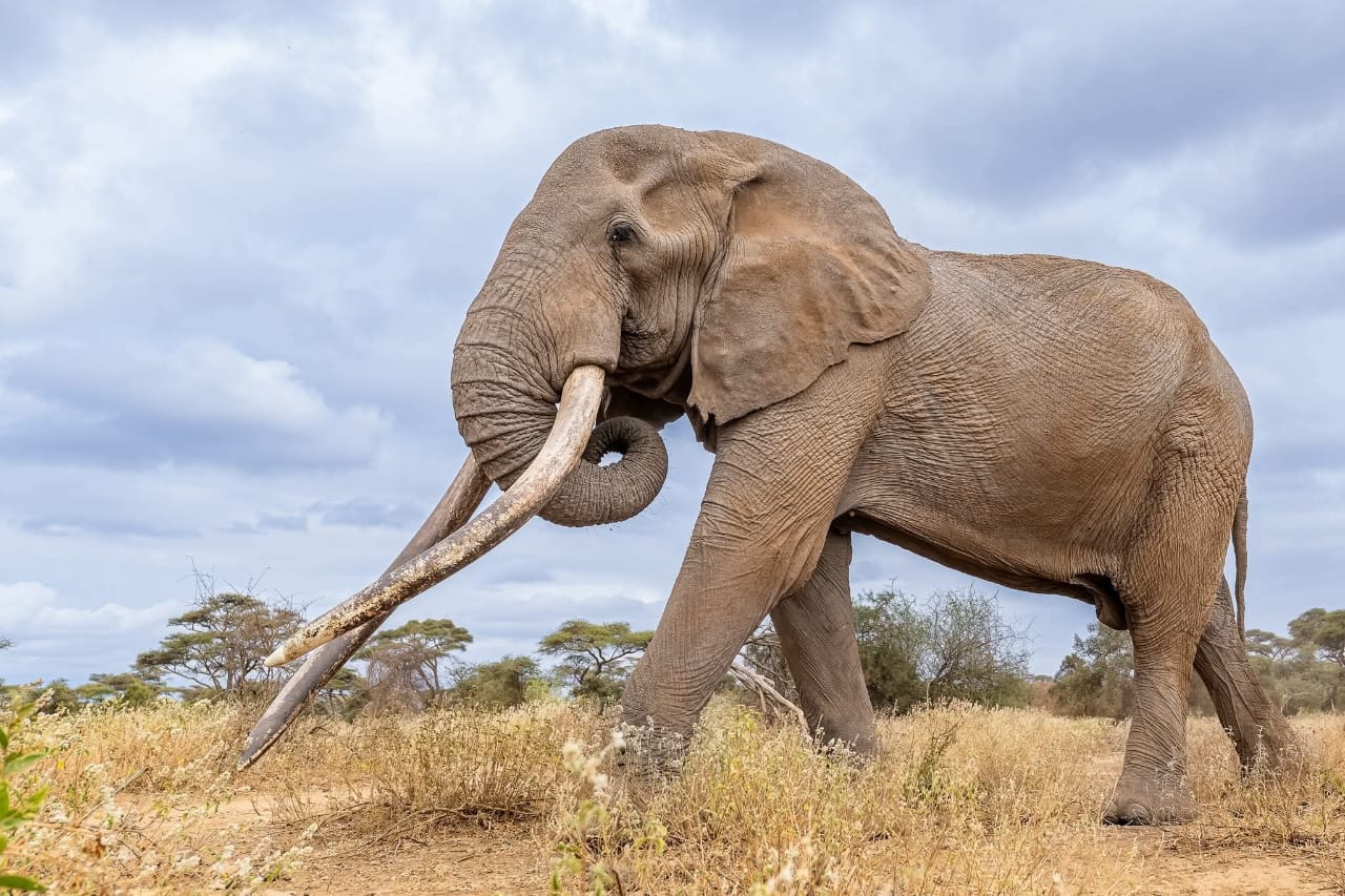 KWS Begins Taxidermy Preservation of Craig, Legendary Amboseli Super Tusker