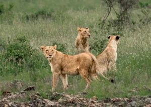 Hunt Launched After Two Lionesses Escape Nairobi National Park